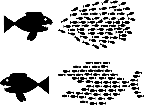 organise-fish-solidarity-hi